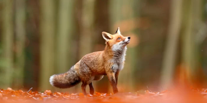 The Symbolic Meaning Of The Fox