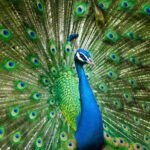 symbolic meaning of the peacock