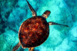 the symbolic meaning of the turtle