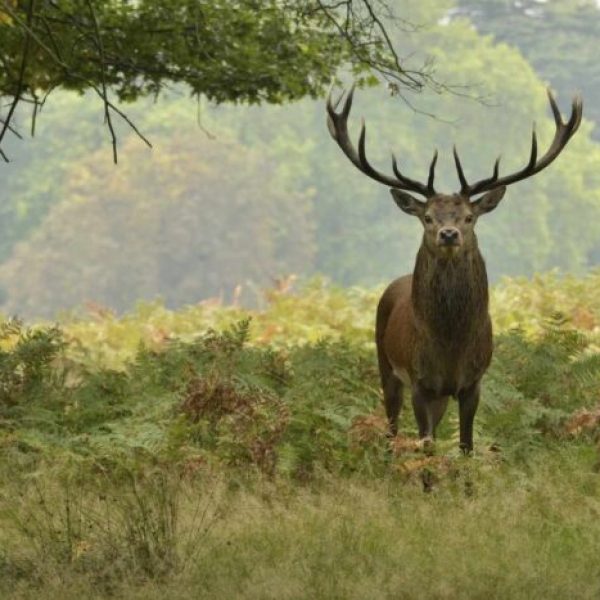 Symbolism Of The Stag