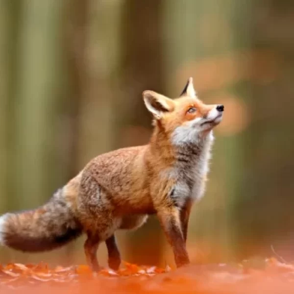 The Symbolic Meaning Of The Fox