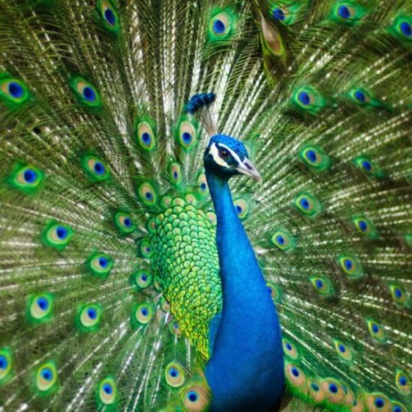 Symbolic Meaning Of The Peacock